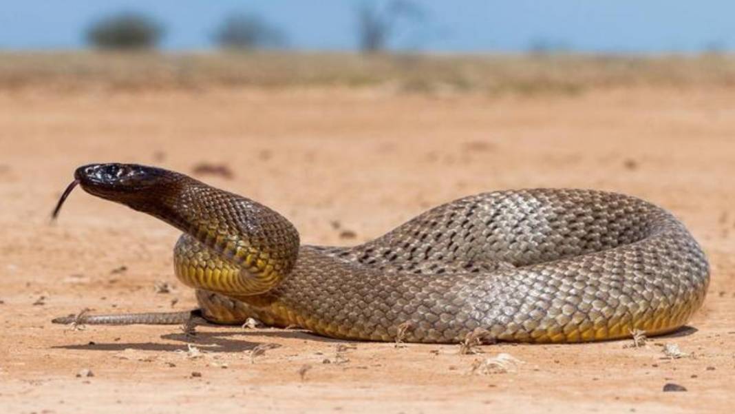 Dünyanın En Zehirli Yılanı! Renk Değiştirip Saldırıyor: Soktuğu İnsanı Dakikalar İçinde Öldürüyor 2